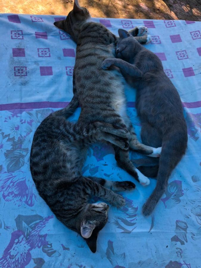 Hostel Eco Chakvi Dış mekan fotoğraf
